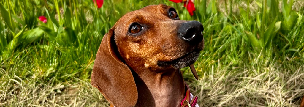 Picture of dachshund