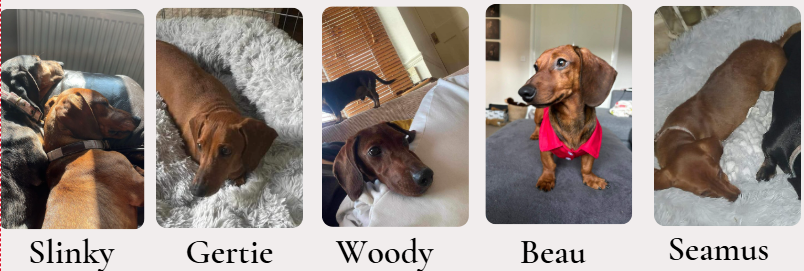 May 2024 forever homes, slinky gertie woody beau and seamus