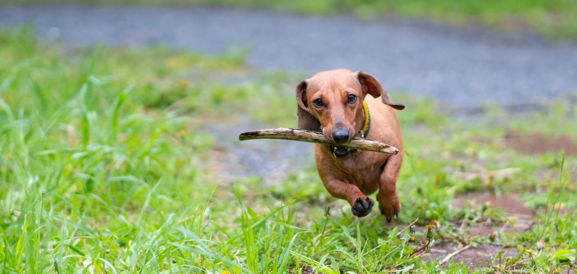 Dachshund Running