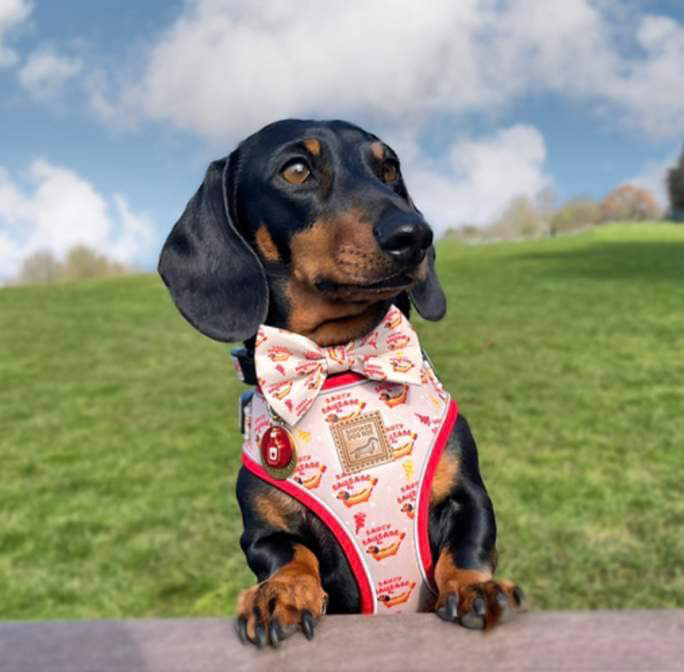 Picture of Dachshund, sausage box collaboration