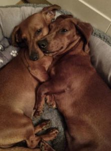 Dog named Bonnie & Clyde