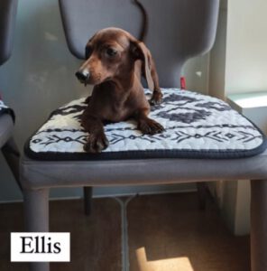 Dog named Ellis