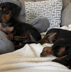 Dog named Fred & Wilma