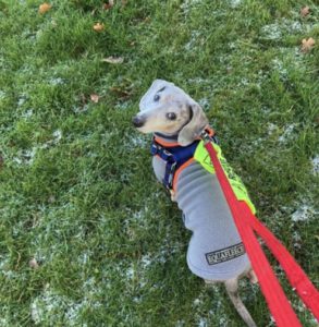 Dog named Grayson (Indi)