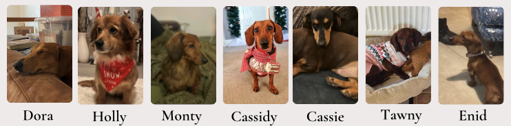 dogs rescued in december