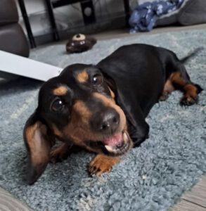 Dog named Mabel (Hope)