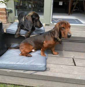 Dog named Marshall & Wayne