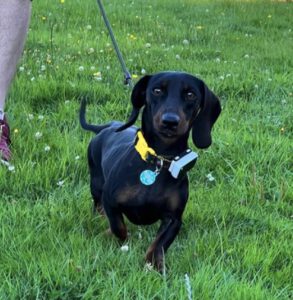 Dog named Noodle (Buddy)