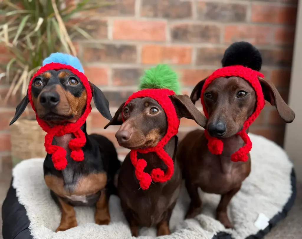 dachshunds in wooly hats with poms