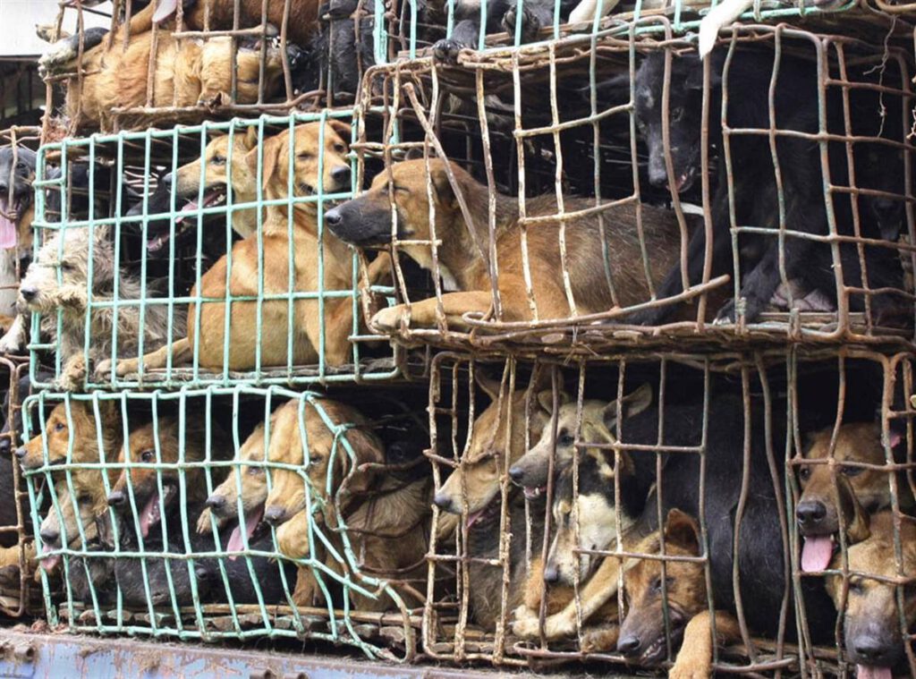 asian dog meat trade, dogs in cages