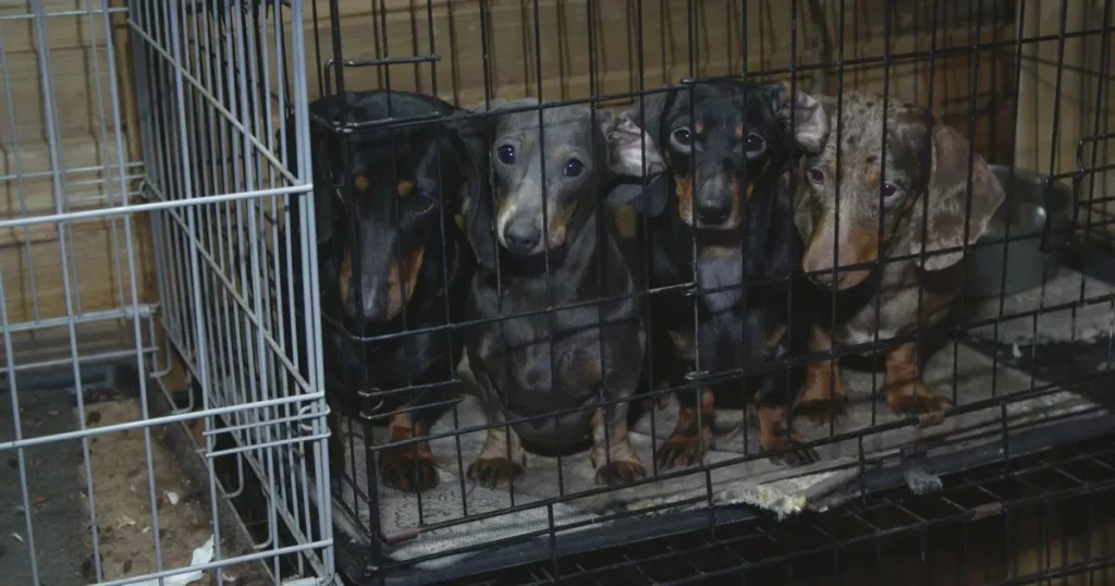 Dachshund puppy mill