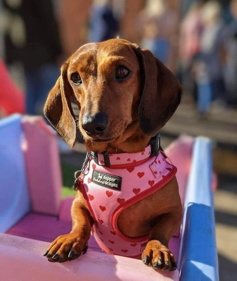 Dachshund saved by DMTDRSG