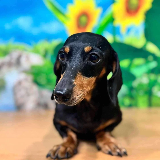 black dachshund
