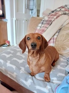 A dachshund rescued from China or Korea by DMTDRSG