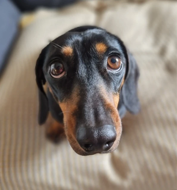 A dachshund rescued from China or Korea by DMTDRSG