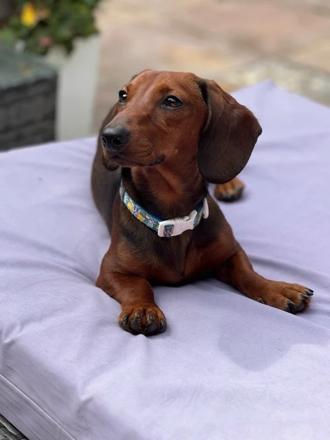 A dachshund rescued from China or Korea by DMTDRSG