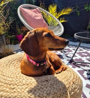 A dachshund rescued from China or Korea by DMTDRSG