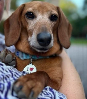 A dachshund rescued from China or Korea by DMTDRSG