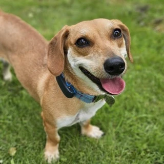 A dachshund rescued from China or Korea by DMTDRSG