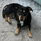 A dachshund rescued from China or Korea by DMTDRSG