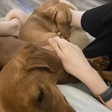 A dachshund rescued from China or Korea by DMTDRSG