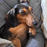 A dachshund rescued from China or Korea by DMTDRSG