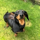 A dachshund rescued from China or Korea by DMTDRSG