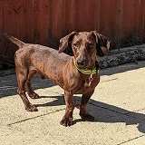 A dachshund rescued from China or Korea by DMTDRSG