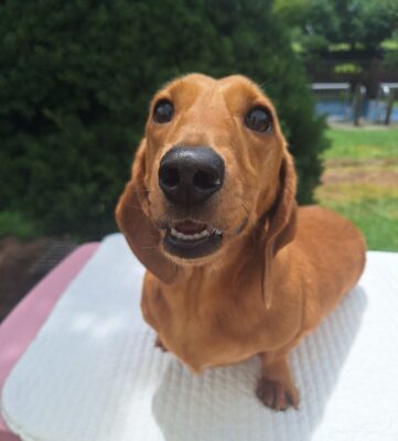 Dog named Stanley, resceud by DMT Rescue and Support Group