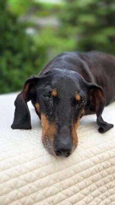 Dog named Ernie, resceud by DMT Rescue and Support Group