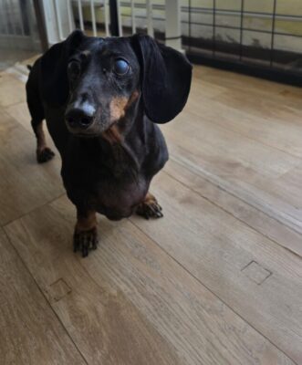 Dog named Wilfred, resceud by DMT Rescue and Support Group