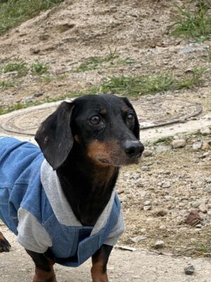 Dog named Seth, resceud by DMT Rescue and Support Group