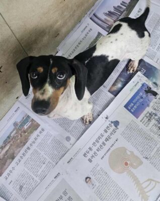 Dog named Iona, resceud by DMT Rescue and Support Group