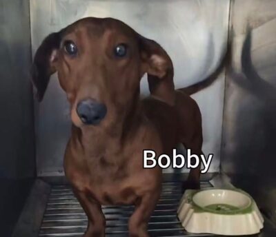 Dog named Bobby, resceud by DMT Rescue and Support Group