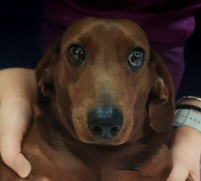 Dog named Daisy, resceud by DMT Rescue and Support Group