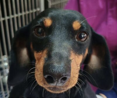 Dog named Dory, resceud by DMT Rescue and Support Group