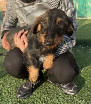 Dog named Bruce, resceud by DMT Rescue and Support Group