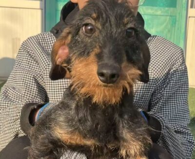 Dog named Dave, resceud by DMT Rescue and Support Group