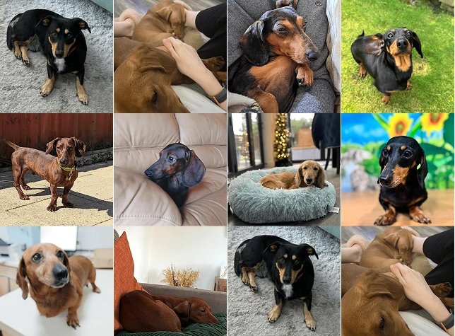 300 dogs saved by DMTDRSG