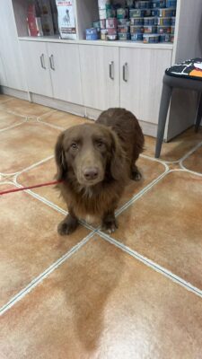 Dog named Dudley, resceud by DMT Rescue and Support Group