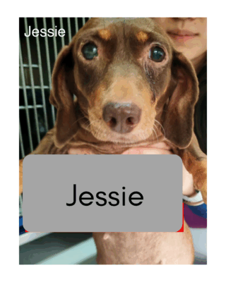 Dog named Jessie, resceud by DMT Rescue and Support Group