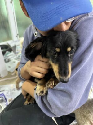 Dog named Hazel, resceud by DMT Rescue and Support Group