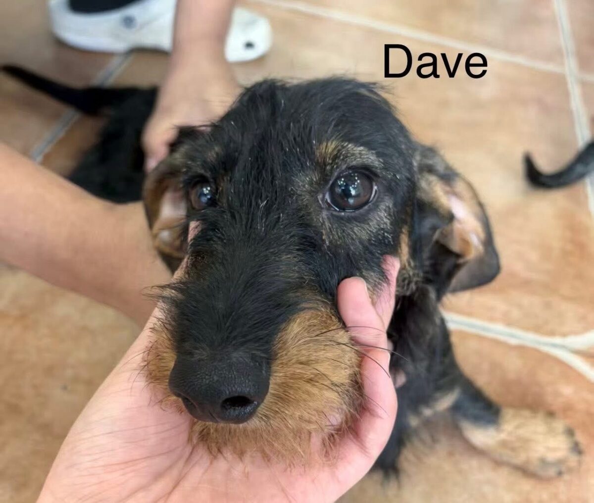 Image ofDave