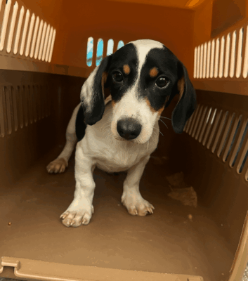 Dog named Finlay, resceud by DMT Rescue and Support Group