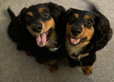 Dog named Oscar & Willow