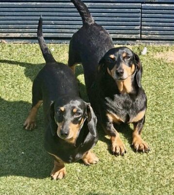 Dog named Clover & Iris