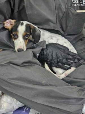 Dog named Kelpi, resceud by DMT Rescue and Support Group