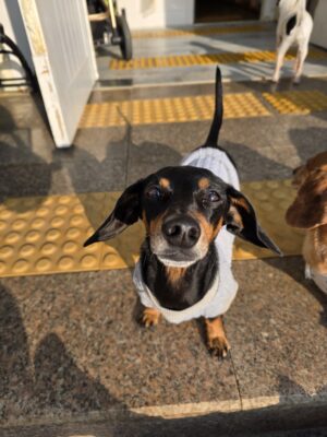 Dog named Maple, resceud by DMT Rescue and Support Group