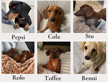 Dogs that came to the uk during October 2025