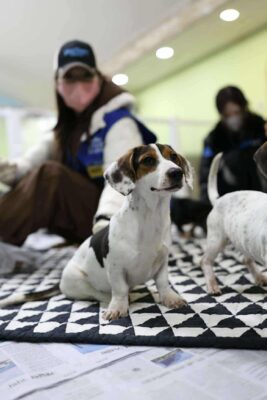 Dog named Skye, resceud by DMT Rescue and Support Group